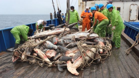 Parques marinos de papel: flota de 300 naves chinas sorprende a Chile sin plan para controlar “in situ” la pesca ilegal