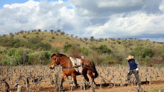 Pobreza y desarrollo rural: la oportunidad que ofrece la discusión constitucional