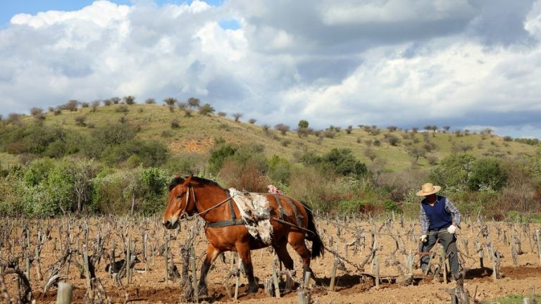 Pobreza y desarrollo rural: la oportunidad que ofrece la discusión ...