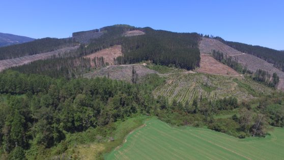 Prevención de incendios forestales: hacia un nuevo modelo de silvicultura social