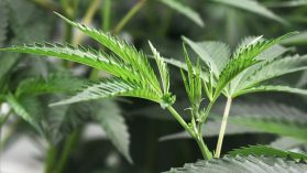 Revisando el “estado del arte” de la legislación sobre cannabis en las Américas y la disputa por el negocio