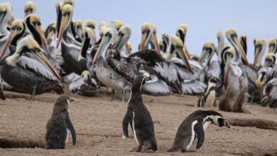 Retiro de 43 decretos ambientales: ¿el medio ambiente bajo sospecha?