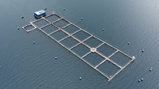 Cambio de norma permite intensificar la producción en 55 centros salmoneros a pedido de 3 empresas