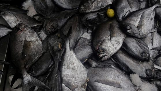 Sernapesca niega la existencia de denuncias formales por usos abusivos de la “Ley Lafkenche”