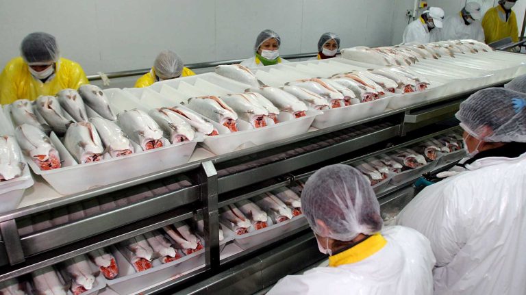 12 salmoneras registran 435.546 toneladas de producción al margen de la ley por eludir la evaluación ambiental