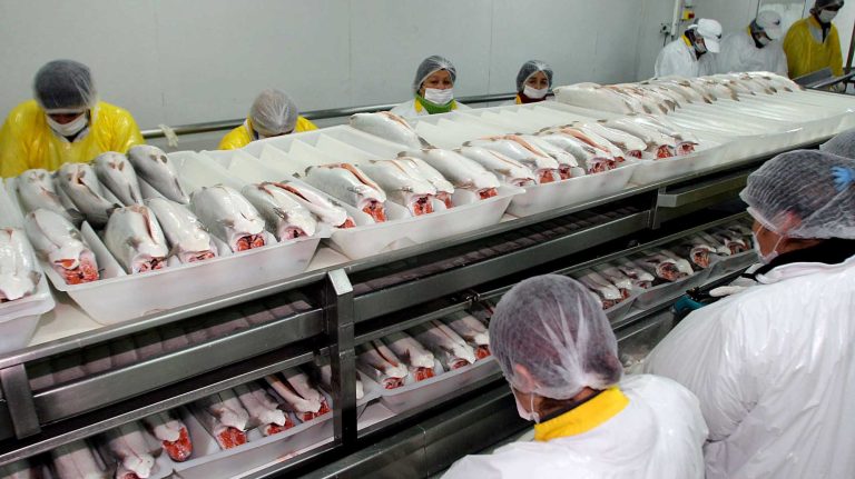 Tesorería exige a salmoneras devolver $183 millones, pero no denuncia posible fraude al fisco como exige la ley