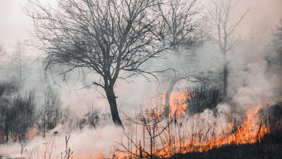 Sequía, plantaciones e incendios: la trilogía que puede ahumar la fiesta
