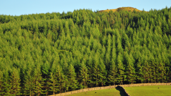 Monocultivos forestales y metas medioambientales