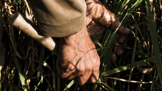 28 de julio: Día del Campesino