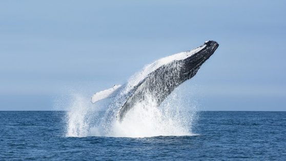 Proyecto Dominga en la Corte Suprema: días decisivos para la biodiversidad de La Higuera