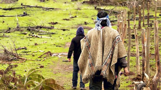 Reconocimiento de pueblos indígenas: reveladora encuesta a senadores y diputados muestra lo que está en disputa