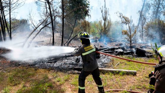 Después de los incendios: el real desafío de la restauración ecológica en Chile