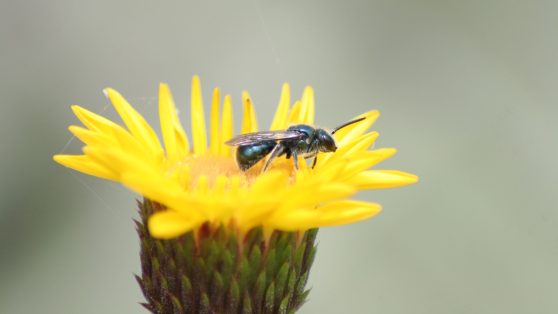 La protección clave de las abejas nativas en Chile