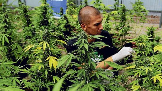 El debate correcto sobre marihuana medicinal: principio de lesividad, derechos fundamentales y acceso a la salud