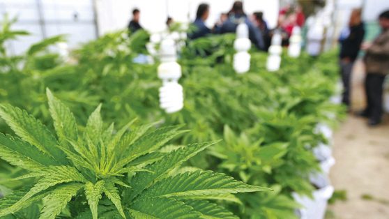 Debate por ley de "cultivo seguro": crítica al uso de neuroimágenes en la controversia sobre el cannabis