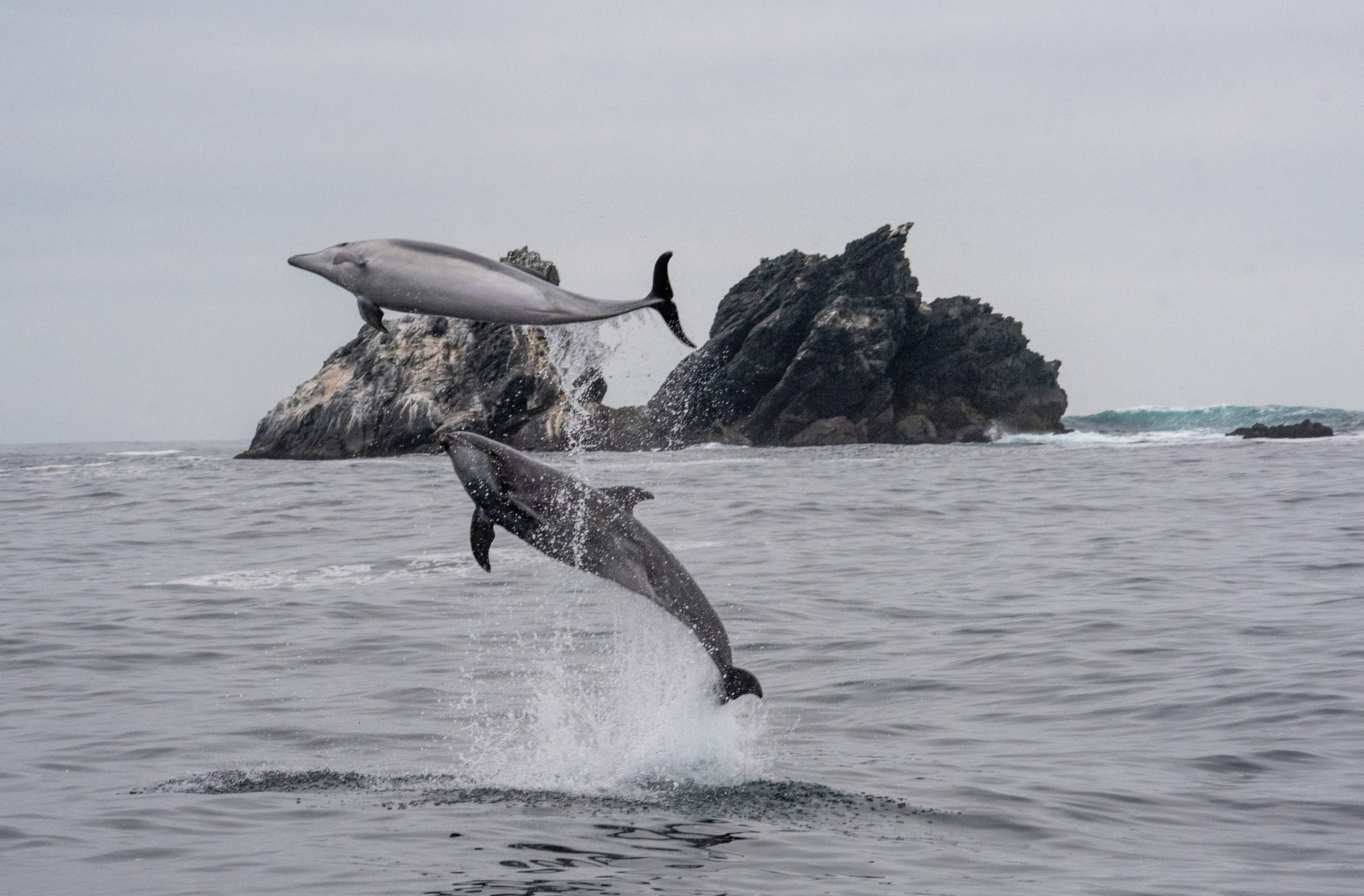 El delfín nariz de botella es una de las especies que habita en la costa de la zona donde Dominga planea operar. Créditos: Oceana.org