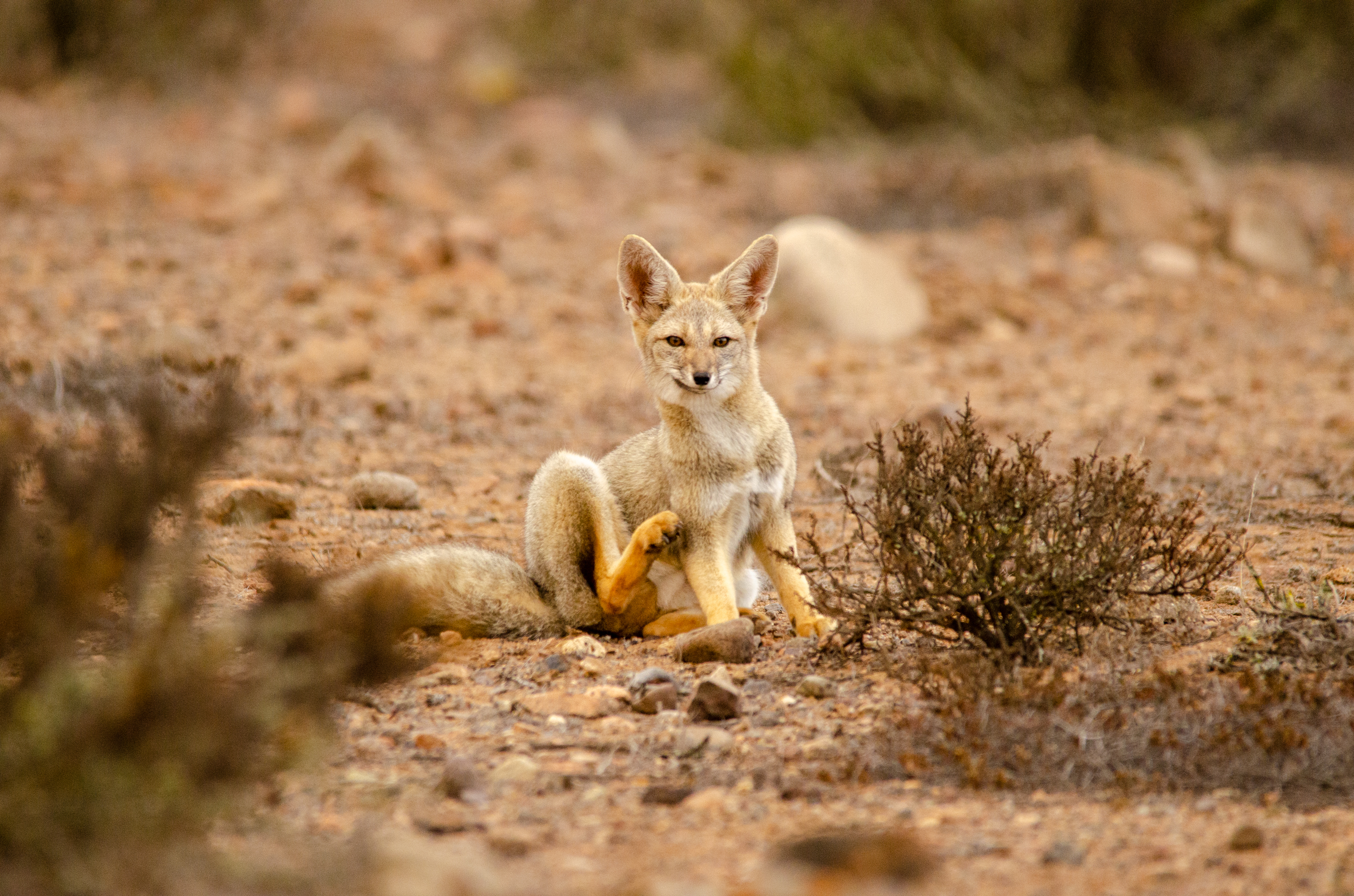 El zorro cumpeo es otra de las especies que viven en la zona. Fuente: Oceana.org