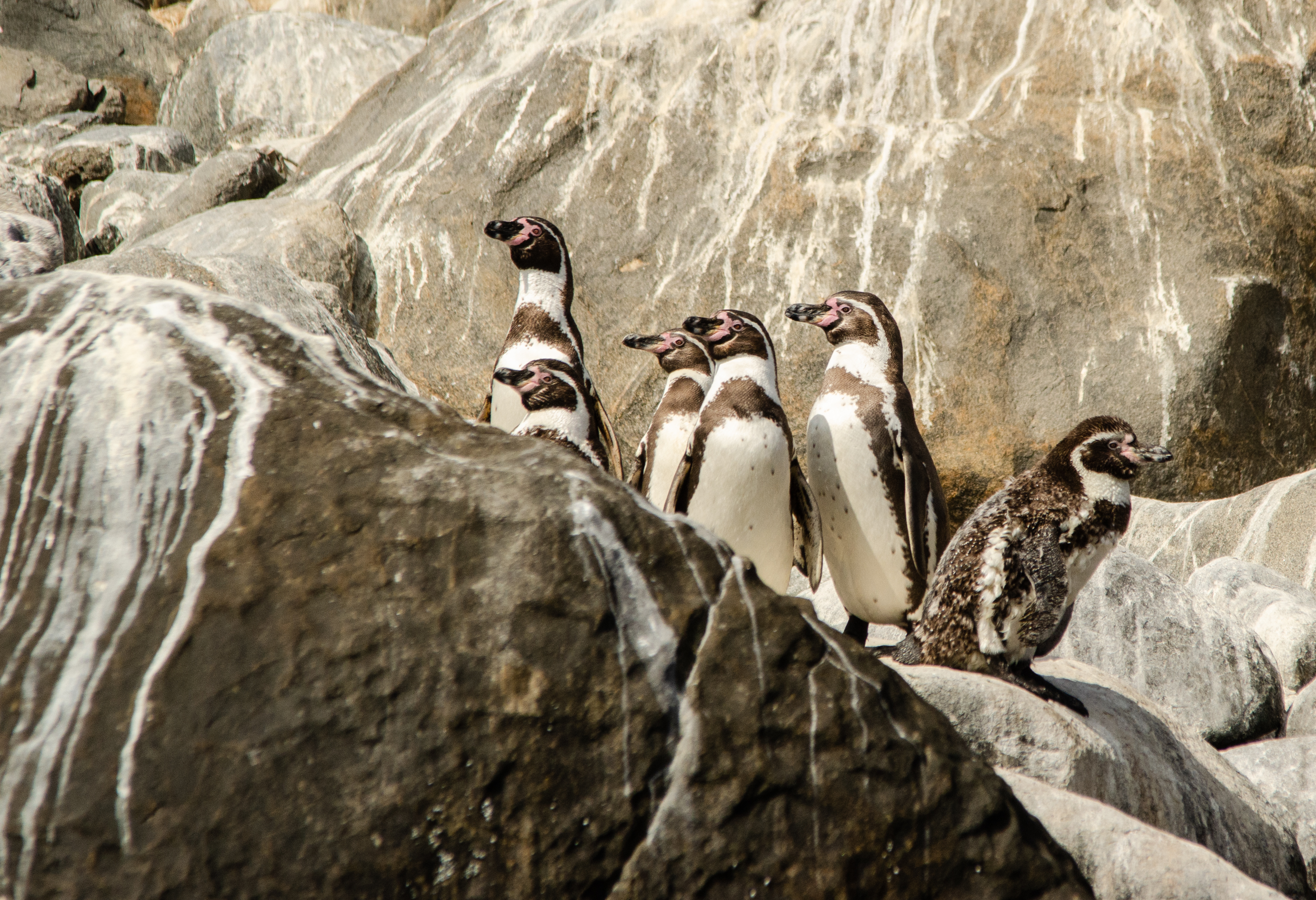 Ambientalistas afirman que la Reserva Nacional Pingüino Humboldt se verá amenazada por el funcionamiento de la minera. Fuente: Oceana.org