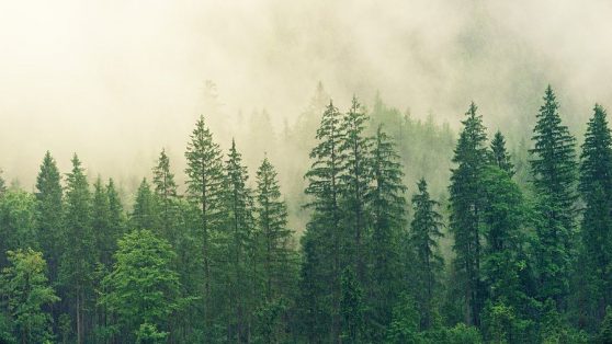 Debate sobre plantaciones forestales: el agua nos divide, el fuego nos une