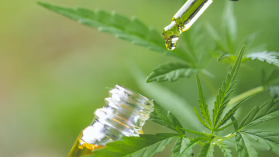 Todo lo que debemos saber sobre el cannabidiol