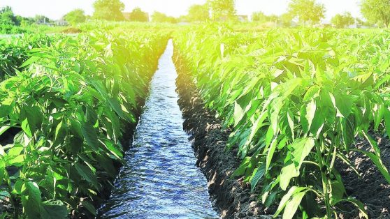 “En Chile, la agricultura tendría que funcionar con la mitad del agua que usa actualmente”