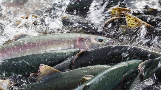95 casos de sobreproducción de salmones en reservas nacionales sin sanción - PARTE 2