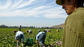 Fiscalía investiga denuncia de trabajo forzado masivo de inmigrantes en cosecha de arándanos y mandarinas
