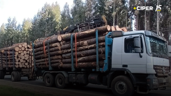 Los camiones impunes del robo de madera: los casos en que tribunales los devuelven y Carabineros no los detienen