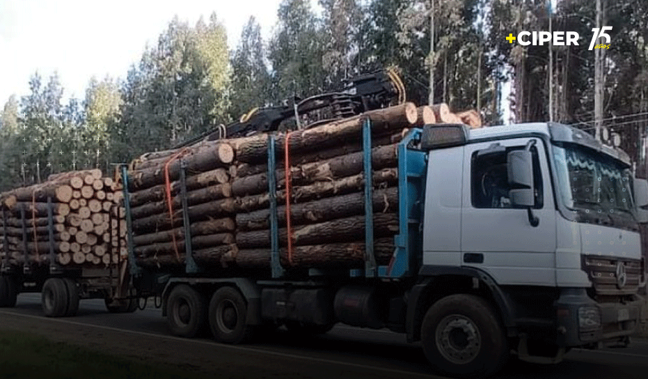 Los camiones impunes del robo de madera: los casos en que tribunales los devuelven y Carabineros no los detienen