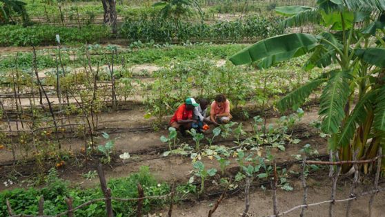 Alza en el precio de alimentos: el caso de los territorios rurales