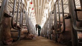 Freirina: dos nuevos estudios cuestionan calidad de las aguas que beben los cerdos de Agrosuper
