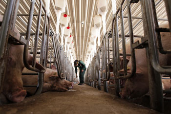 Freirina: dos nuevos estudios cuestionan calidad de las aguas que beben los cerdos de Agrosuper