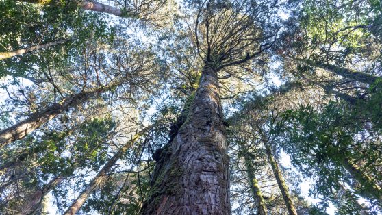 La amenaza en marcha contra los últimos bosques milenarios de la Cordillera de la Costa