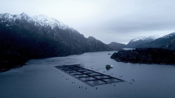 Cómo los gobiernos de Piñera y Boric operaron en favor de la salmonera Australis Seafood (Parte 2)
