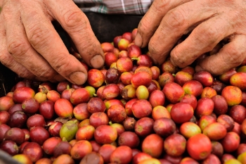 La agonía del café colombiano