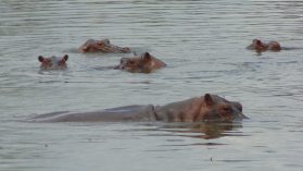 Colombia: los hipopótamos de Pablo Escobar amenazan la biodiversidad
