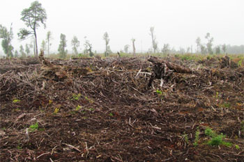 Empresa de la Universidad de Harvard es procesada por tala ilegal de bosque nativo en Chiloé