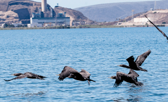 México: autorizan planta de amoniaco en una zona declarada reserva natural protegida