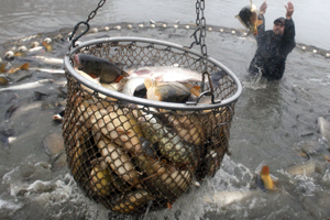 Ley de Pesca: pagos ilícitos a parlamentarios no serán investigados por la FAO