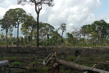 Salvar a Madre de Dios