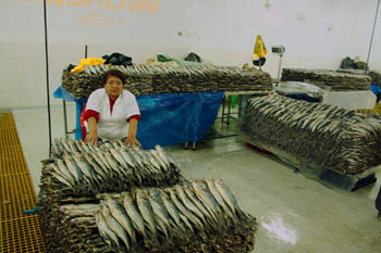 La pesca descontrolada del jurel en Perú