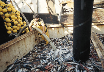 La culpa de los parlamentarios en el por qué los chilenos no comemos ni comeremos pescado