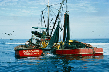 Licitación de cuotas de pesca: Un debate artificial