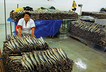 Naciones pesqueras no logran detener el saqueo del Pacífico Sur