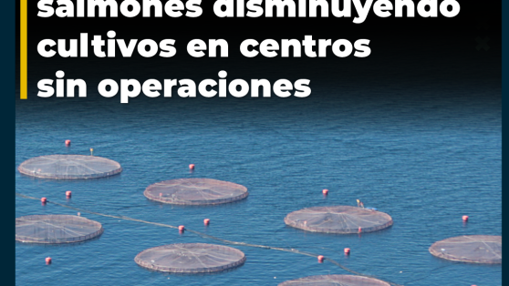 Correo de Australis revela que pretendía compensar sobreproducción de salmones disminuyendo cultivos en centros sin operaciones