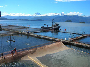 Teoría para entender la especulación de la industria del salmón con las concesiones acuícolas en la Patagonia