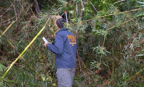 Empresa agrícola de la U. de Harvard que taló bosque nativo en Chiloé es sentenciada a pagar $4,2 millones