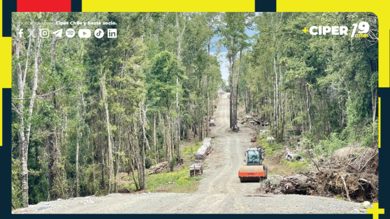 Proyecto de empresario que construyó “guetos verticales” fue sancionado por cortar bosque nativo en Villarrica